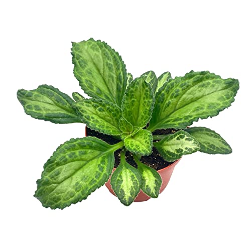 BubbleBlooms Harmony's Patina Gesneriad Primulina Dryas, 6 inch African Violet Chirita Plant