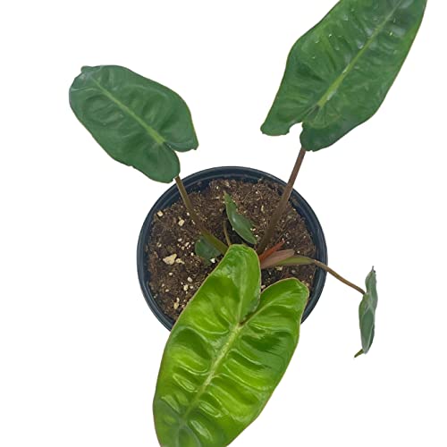 BubbleBlooms Philodendron Billietiae in a 4 inch Pot Very Rare Philo Washboard Abs Plant