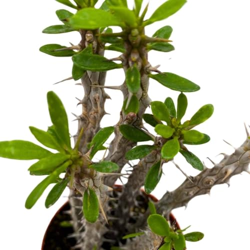 BubbleBlooms Madagascar Ocotillo (Madigascan) African Alluaudia procera, 4 inch White Cactus