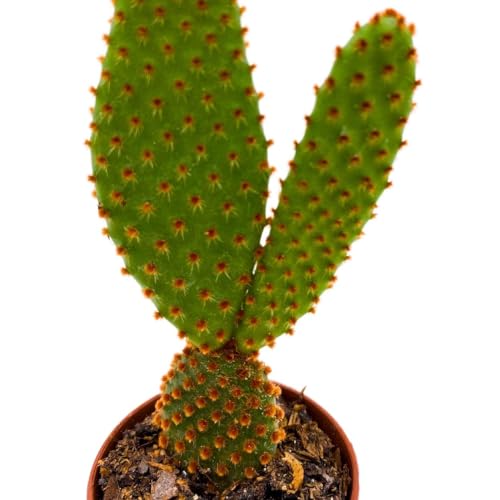 BubbleBlooms Opuntia Microdasys Assortment, 2 inch Set of 3 Bunny Ears Cactus