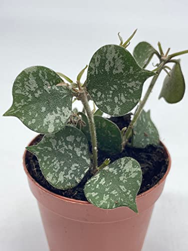 BubbleBlooms Hoya Curtisii in a 2 inch Pot Porcelain Flower, Hoya Aloha