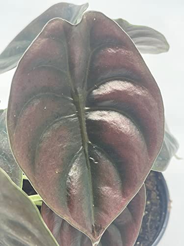 BubbleBlooms Alocasia Cuprea, Jewel Alocasia, Red Secret in a 4 inch Pot Mirror Plant, Rare