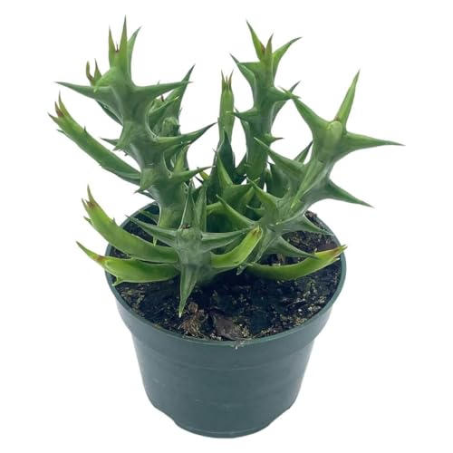 BubbleBlooms Orbea Stapelia Schweinfurthii, 4 inch Rare Orange Flowering Huernia