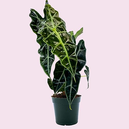 BubbleBlooms Alocasia African mask, 4 inch amazonica Polly