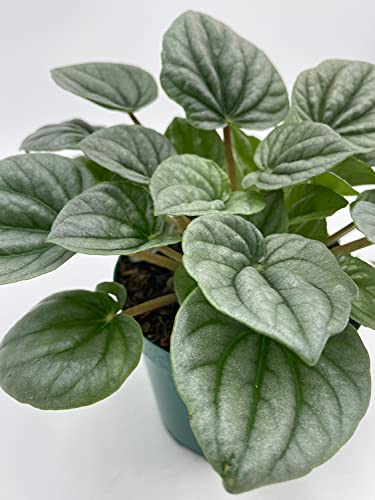 Generic Emerald Ripple Peperomia, Emerald Ripple Pepper, Platinum, Ivy-Leaf Peperomia, Green Ripple Peperomia, Peperomia caperata Yunck,4 inch Small