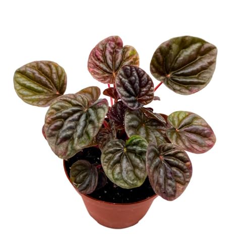 Harmony Foliage Peperomia Luna Red 4 inch Ripple Pep Caperata