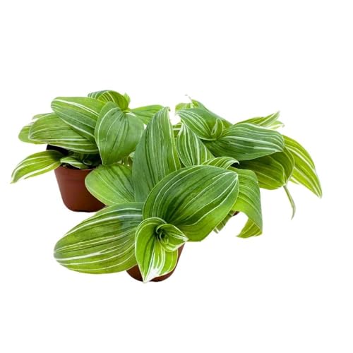 BubbleBlooms Green and White Wandering Dude 2 inch Set of 3 Tradescantia albiflora albo-vittata fluminensis Tiny Mini Pixie Plants
