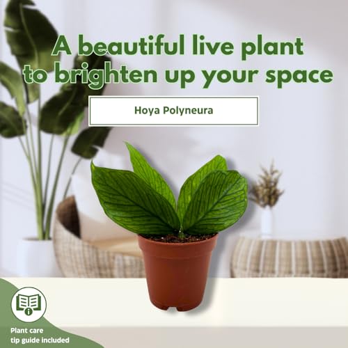 BubbleBlooms Hoya Polyneura in a 2 inch Pot Tiny Mini Pixie Plant