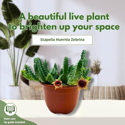 BubbleBlooms Lifesaver Stapelia Huernia Zebrina in a 6 inch Pot