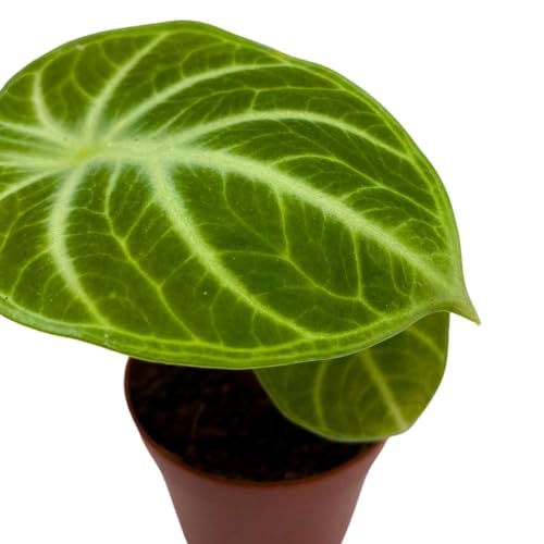 BubbleBlooms Alocasia Ninja, 2 inch Rare Alocasia Black Velvet Ninja Starter Tiny Mini Pixie Plants