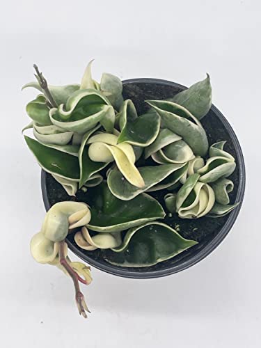 BubbleBlooms Variegated Hindu Rope, Hoya Compacta Carnosa, in a 4 inch Pot