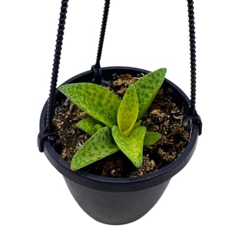 BubbleBlooms Variegated Silver Squill Leopard Lily Ledebouria Socialis, Hanging Basket