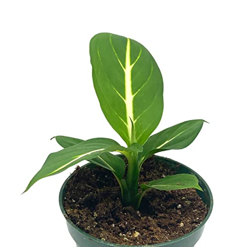 BubbleBlooms Dieffenbachia Green Magic in a 4 inch Pot