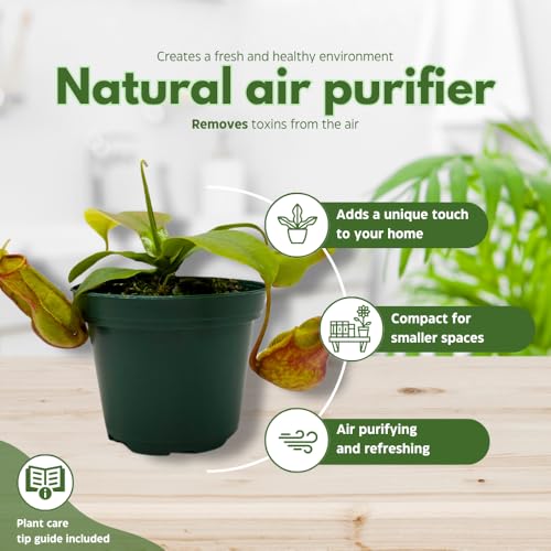 BubbleBlooms Carnivorous Plant Winged Pitcher Nepenthes Gaya in a 3 inch Pot