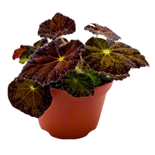 Harmony Foliage Begonia Night Eyes 4 inch Rhizomatous