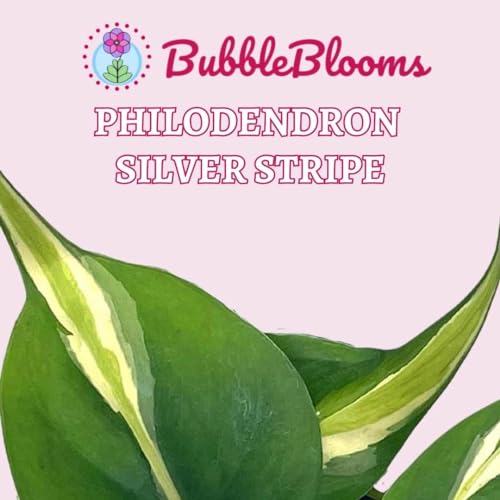 BubbleBlooms Philo Silver Stripe, 4 inch Variegated Philodendron Hederaceum Cordatum Heartleaf