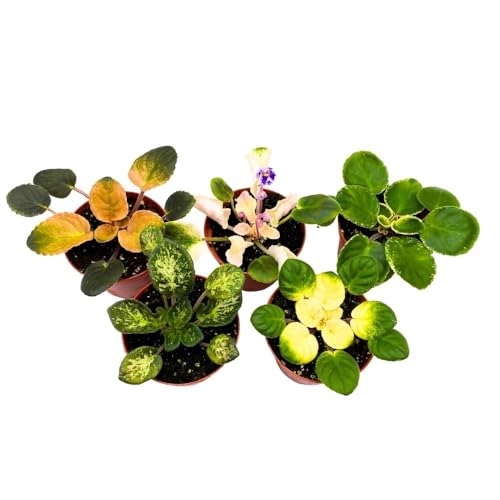 Harmony Foliage Harmony's Variegated African Violet Assortment, 4 inch Set of 5, Rare Saintpaulia Violets Gesneriads