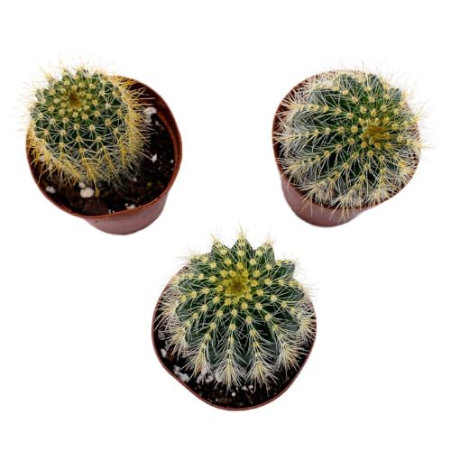 BubbleBlooms Golden Barrel Cactus, 2 inch Set of 3, Kroenleinia grusonii Gold Ball Tiny Mini Pixie Plants