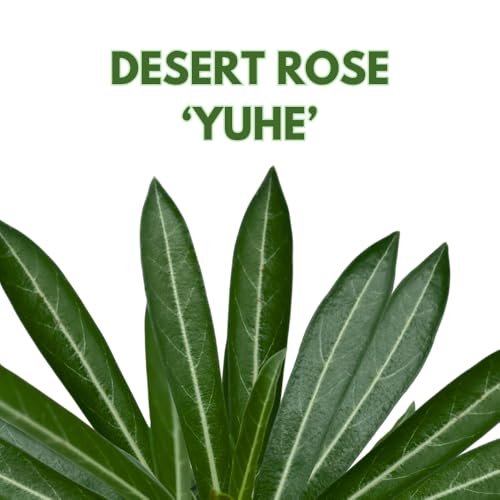 BubbleBlooms Desert Rose Yuhe in a 4 inch Pot Extremely Rare Flower