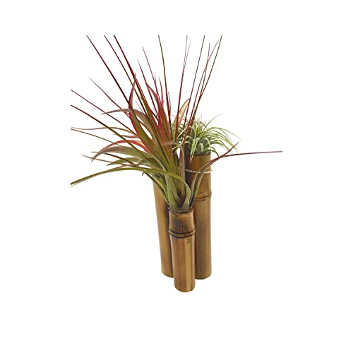 BubbleBlooms Bamboo Tillandsia Garden Mounted and Planted Moss, Air Plant Decoration