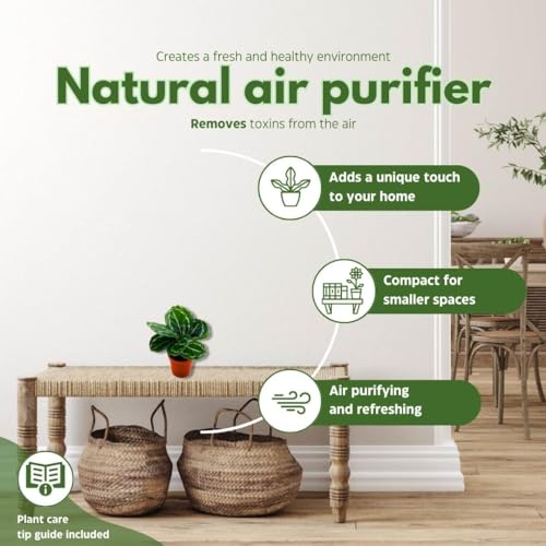 BubbleBlooms Calathea Green Goddess Roseopicta in a 4 inch Pot