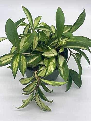 BubbleBlooms Hoya Exotica Krimson Princess, Variegated Tricolor Carnosa, 6 inch Pot