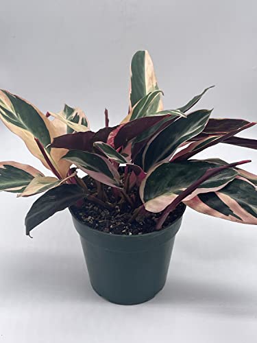 BubbleBlooms Triostar Stromanthe, 6 inch Sanguinea, Tricolor Variegated