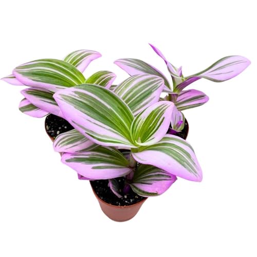 BubbleBlooms Tradescantia Nanouk 2 inch Set of 3 Fantasy Venice Wandering Dude Albiflora Spiderwort Tiny Mini Pixie