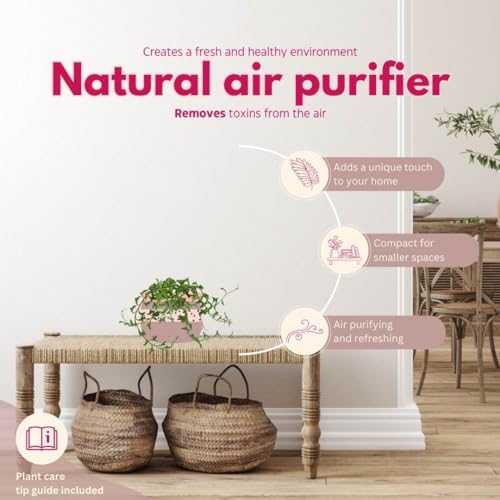 BubbleBlooms String of Dolphins in a 4 inch Pot Curio x peregrinus