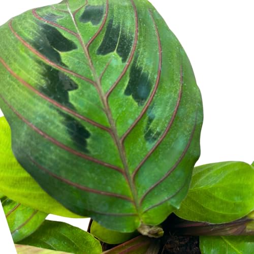 BubbleBlooms Mini Prayer Plant Calathea in 2 inch Pot, Growers Choice