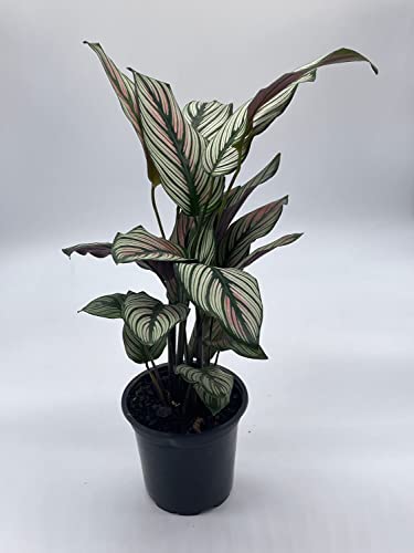 BubbleBlooms Calathea majestica, in a 4 inch Pot, Striped Pyjamas, White Star