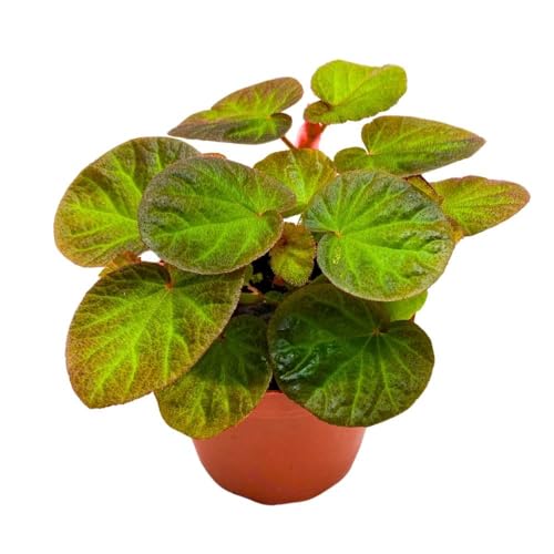 Harmony Foliage Begonia Manaus, 4 inch Rhizomatous Rhizo Green Orange Brown Fuzzy Leaves
