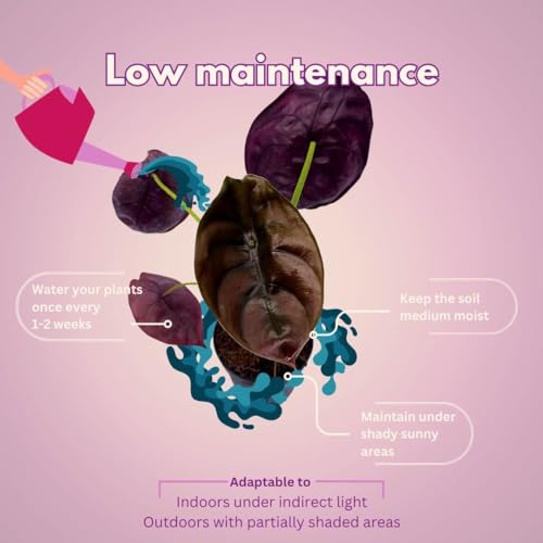 BubbleBlooms Alocasia Red Secret, Elephant Ear in 2 inch Pot