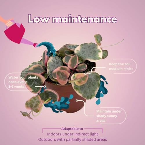 BubbleBlooms Variegated String of Hearts Ceropegia woodii in 2 inch Pot