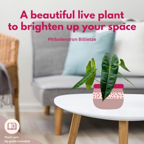 BubbleBlooms Philodendron billietiae 6 inch Washboard Abs Philo Billie Rare Indoor Plant