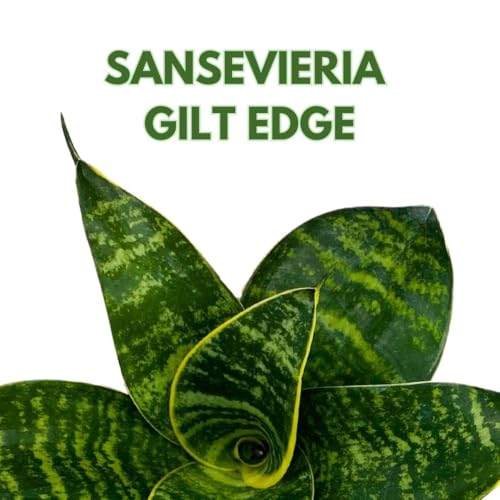 BubbleBlooms Sansevieria Gilt Edge in a 4 inch Pot
