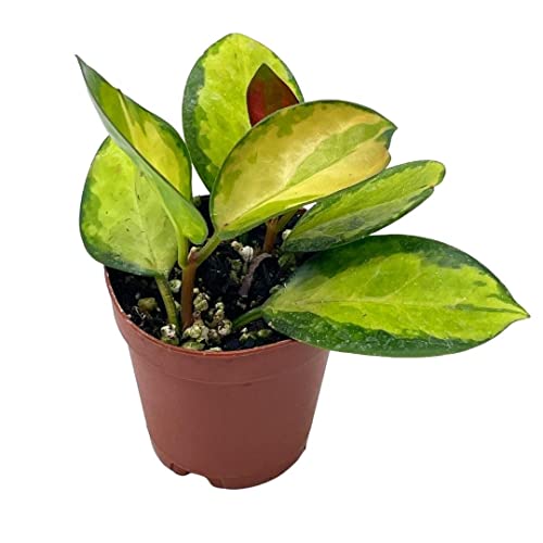 BubbleBlooms Variegated Hoya Australis in a 2 inch Pot, Live Rooted Potted Rare Succulent