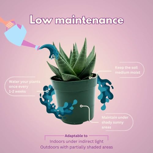 BubbleBlooms Haworthia Savannah White Beauty in a 4 inch Pot