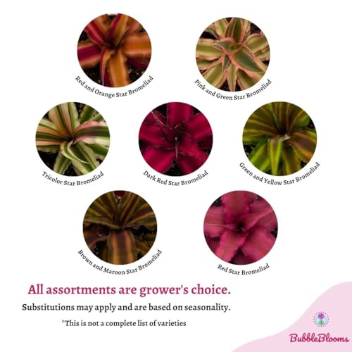 BubbleBlooms Cryptanthus bivittatus Assortment, Earth Star Bromeliad Set, 3 Different Succulents