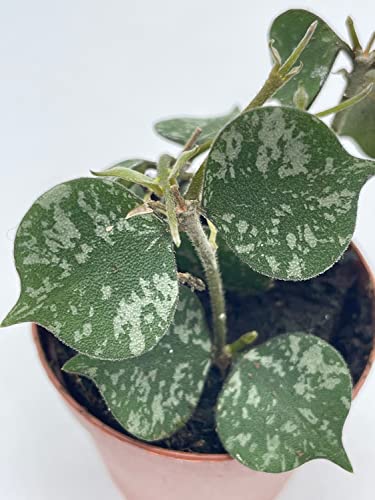 BubbleBlooms Hoya Curtisii in a 2 inch Pot Porcelain Flower, Hoya Aloha