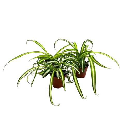 BubbleBlooms Spider Plant Chlorophytum comosum, 2 inch Set of 3, Tiny Mini Pixie Plant