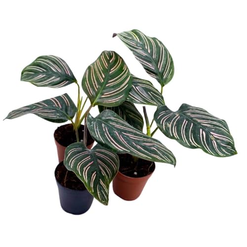 BubbleBlooms Calathea Ornata Pinstripe 2 inch Set of 3 Prayer Plant Tiny Mini Pixie Plants