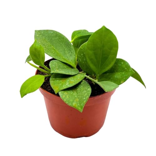 BubbleBlooms Hoya Pachyclada, 4 inch Rare Exotic Indoor House Wax Plant