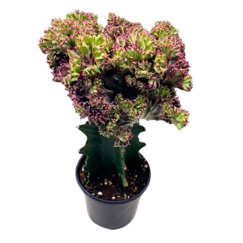 BubbleBlooms Pink Mermaid Tail Variegated Grafted Cactus Rare 4 inch