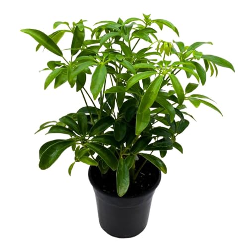 BubbleBlooms Schefflera Arboricola in a 4 inch Pot Dwarf Umbrella-Tree, Octopus Plant