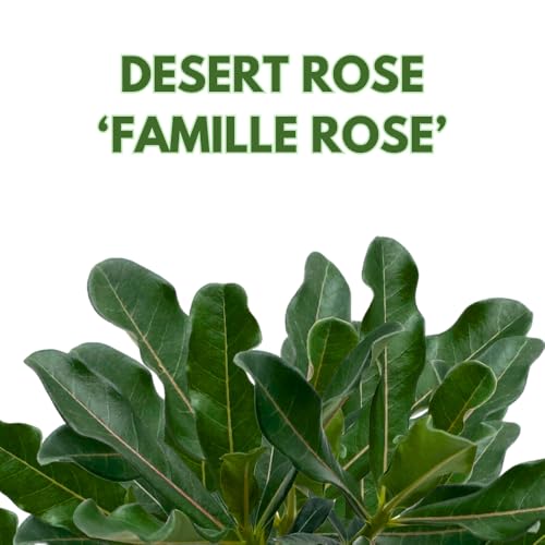 BubbleBlooms Desert Rose Famille Rose in a 4 inch Pot Extremely Rare Flower