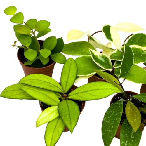 Harmony Foliage Harmony's Hoya Assortment 2 inch Set of 5