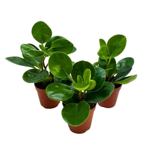 BubbleBlooms Peperomia Obtusifolia Green Marble Plant Set of 3 in 2 inch pots Rubber Spoonleaf Tiny Mini Pixie