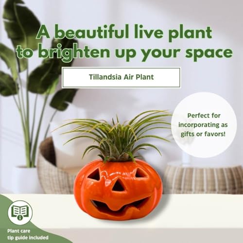 BubbleBlooms Halloween Ceramic Pumpkin Jack-o-Lantern Air Plant Holder Resin Art Sculpture Hand Made