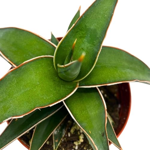 BubbleBlooms Samurai Dwarf 4 inch Sansevieria Lavranos Banana Ehrenbergii, Star Exotic Snake Plant
